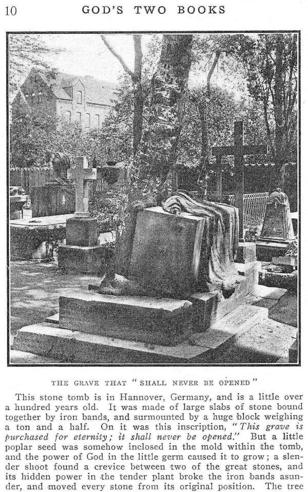 Tree splits a tomb in Hannover, Germany